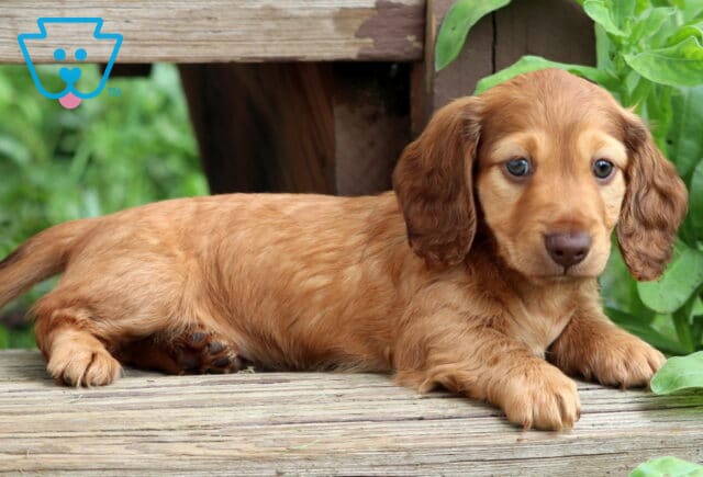 Tipper Mini Dachshund2 image