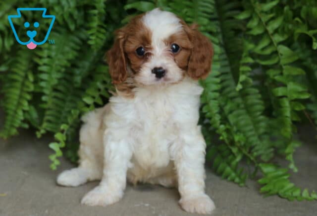 Adorable Cavapoo puppy with fluffy white fur and caramel markings on the ears and around the eyes, sitting sweetly in front of lush green ferns. image