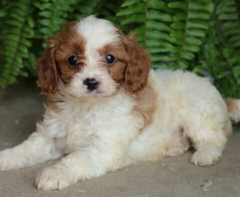 Fluffy Cavapoo puppy with creamy white fur and rich caramel patches, lying on a concrete surface in front of vibrant green ferns.