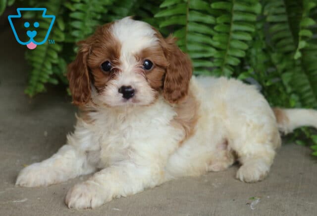 Fluffy Cavapoo puppy with creamy white fur and rich caramel patches, lying on a concrete surface in front of vibrant green ferns. image