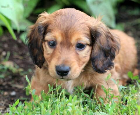 Toby Mini Dachshund