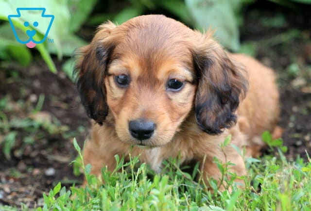 Toby Mini Dachshund image