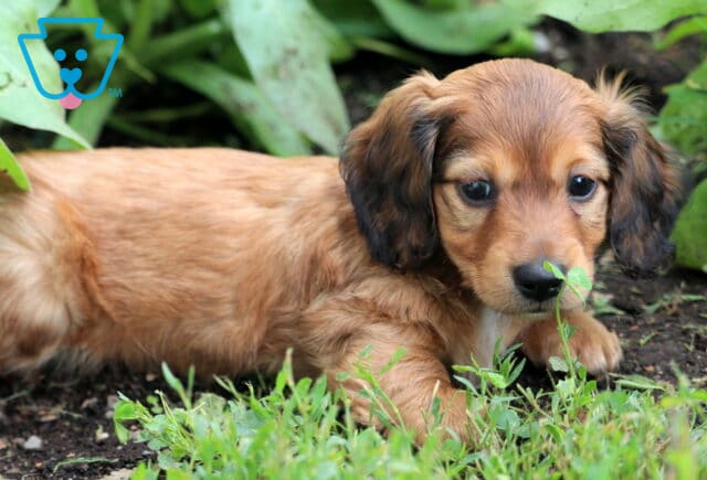Toby Mini Dachshund2 image