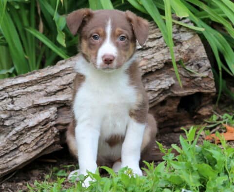 Toffee Border Collie Mix