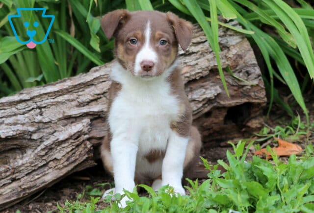 Chocolate and white Border Collie Mix puppy with tan eyebrows and a white blaze on its face sits in the grass in front of a log, looking sweet and attentive. image