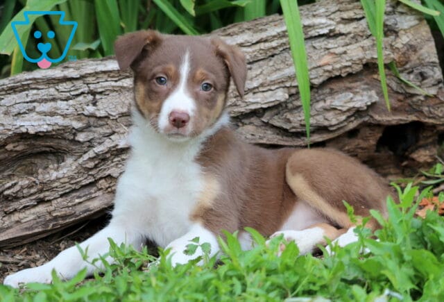 Border Collie Mix puppy with a chocolate and white coat and tan accents lounges in the grass near a fallen log, looking calmly at the camera with soft eyes. image