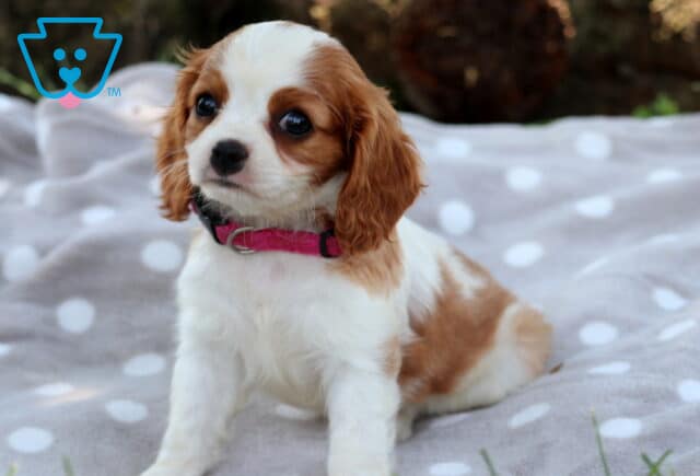 Adorable Cavalier King Charles Spaniel puppy with chestnut markings and a white coat sits alertly on a polka dot blanket, wearing a bright pink collar and gazing sweetly to the side. image