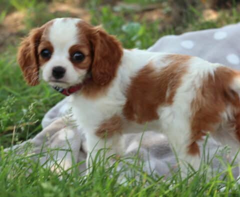 Cute Cavalier King Charles Spaniel puppy with a red-and-white coat stands in tall grass, turning its head curiously toward the camera with a soft, attentive gaze.
