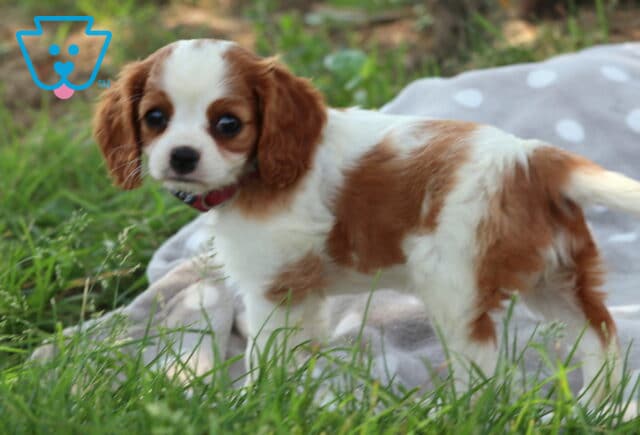 Cute Cavalier King Charles Spaniel puppy with a red-and-white coat stands in tall grass, turning its head curiously toward the camera with a soft, attentive gaze. image