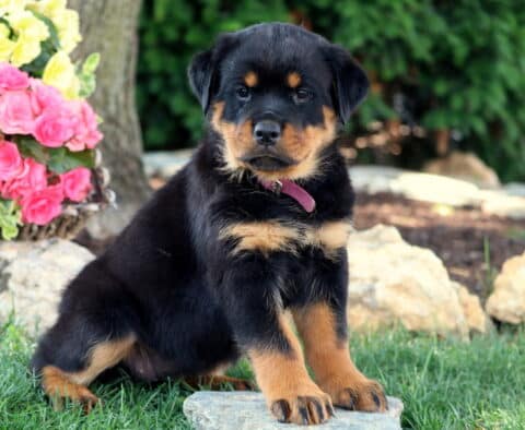 Tootsie Rottie