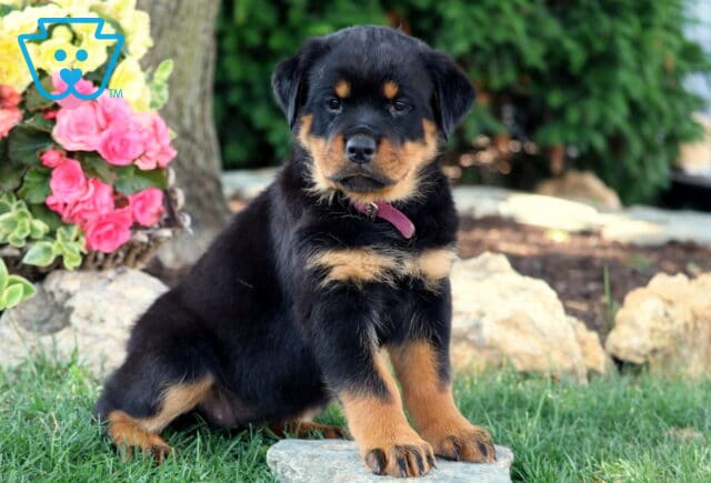 Adorable Rottweiler puppy with a shiny black and tan coat sitting on a stone in a grassy yard, wearing a maroon collar and surrounded by bright blooming flowers and garden rocks. image