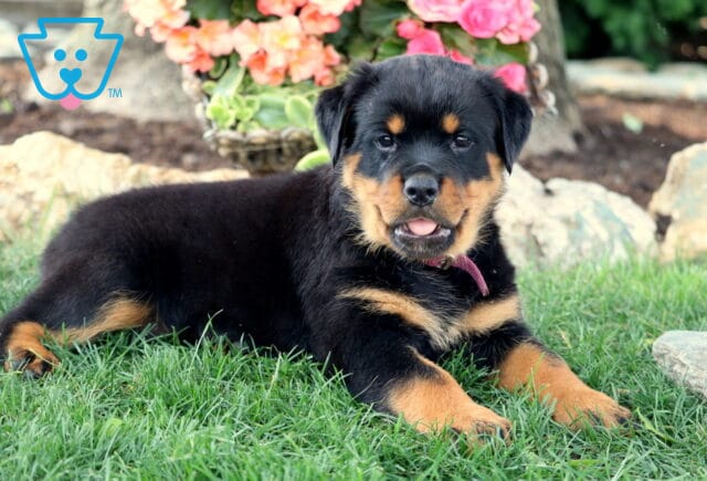 Happy Rottweiler puppy lying in green grass with its mouth slightly open, showing a playful expression. The pup wears a maroon collar and is surrounded by colorful flowers and rocks in a garden setting. image
