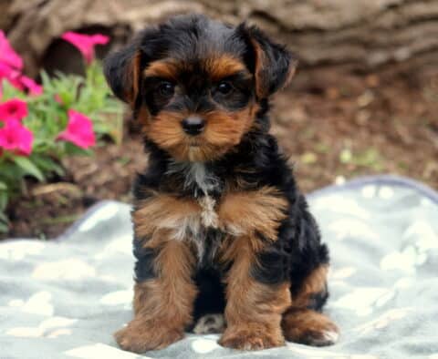 Tootsie Yorkie