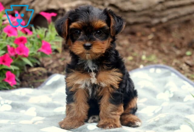 Tootsie Yorkie image
