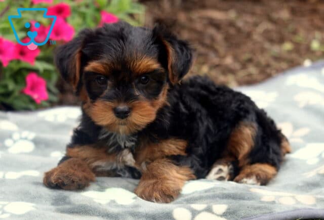 Tootsie Yorkie2 image