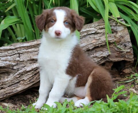 Tori Border Collie Mix