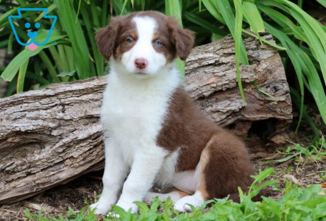 Adorable Border Collie Mix puppy with a fluffy brown and white coat sits upright near a weathered log, showing off one bright blue eye and one brown eye among vibrant greenery. image