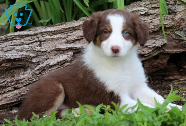 Charming Border Collie Mix puppy with a soft brown and white coat lounges in the grass, displaying striking blue eyes and a gentle expression near a textured log background. image