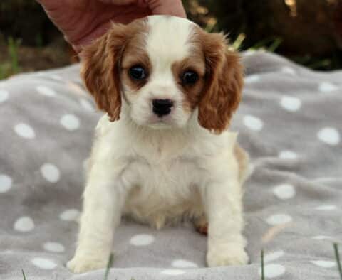 Adorable Cavalier King Charles Spaniel puppy with soft white fur and chestnut-colored ears sits alertly on a gray blanket with white polka dots, looking directly at the camera with wide, expressive eyes.