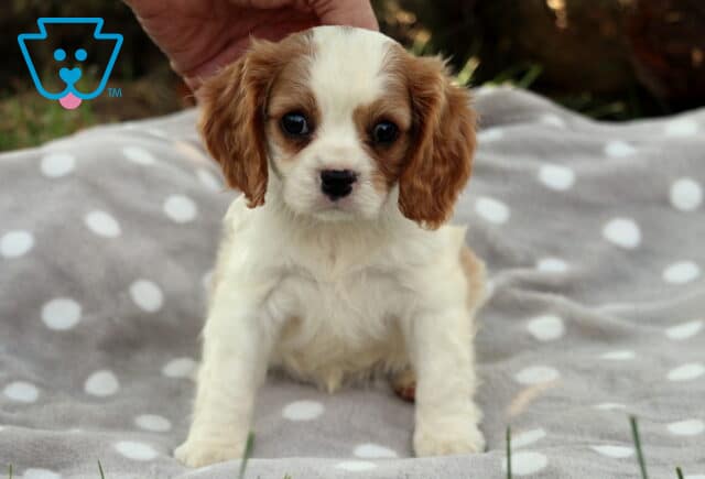 Adorable Cavalier King Charles Spaniel puppy with soft white fur and chestnut-colored ears sits alertly on a gray blanket with white polka dots, looking directly at the camera with wide, expressive eyes. image