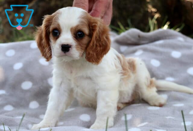Sweet Cavalier King Charles Spaniel puppy with soft white fur and tan patches sits on a polka dot blanket, gazing off to the side with curious dark eyes as a hand gently steadies it. image