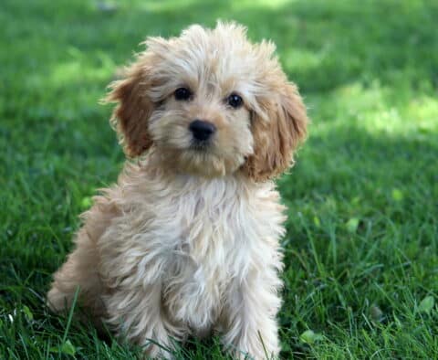 Fluffy light cream and apricot-colored Cockapoo puppy sitting upright on green grass, with a sweet expression and soft waves in its fur.