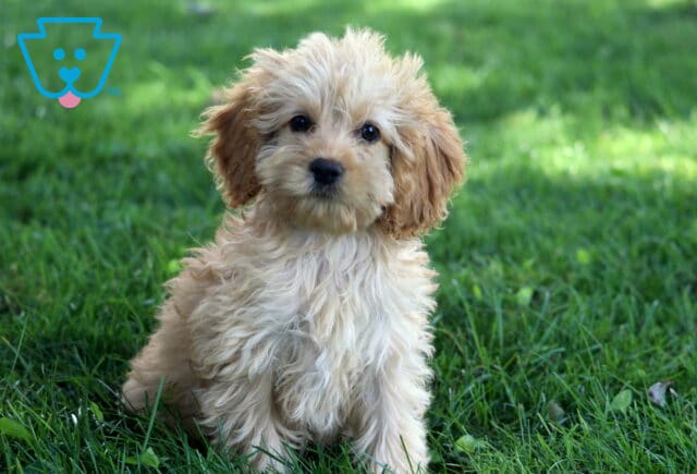 Fluffy light cream and apricot-colored Cockapoo puppy sitting upright on green grass, with a sweet expression and soft waves in its fur. image
