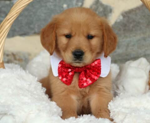 Golden Retriever puppy sitting upright in a wicker basket, dressed in a glittery red bow tie and white collar, nestled in soft white blankets with a calm expression.