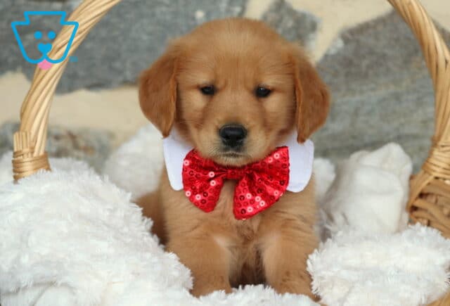Golden Retriever puppy sitting upright in a wicker basket, dressed in a glittery red bow tie and white collar, nestled in soft white blankets with a calm expression. image