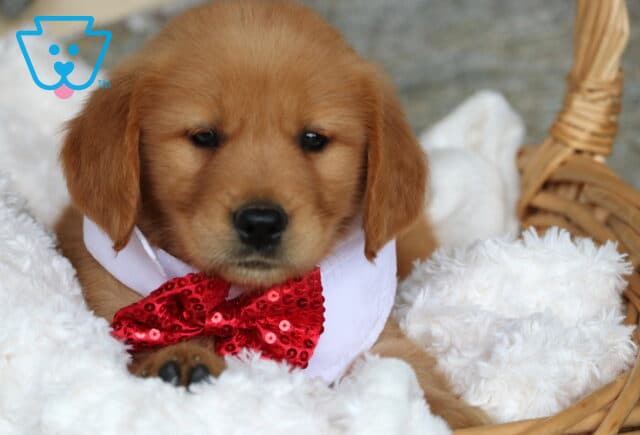 Golden Retriever puppy resting on a fluffy white blanket inside a wicker basket, wearing a shiny red bow tie and white collar, with one paw peeking out in front. image