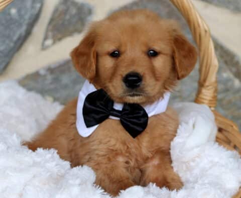 Fluffy Golden Retriever puppy sitting in a cozy wicker basket, wearing a formal black bow tie and white collar, looking calm and camera-ready against a soft white blanket background.