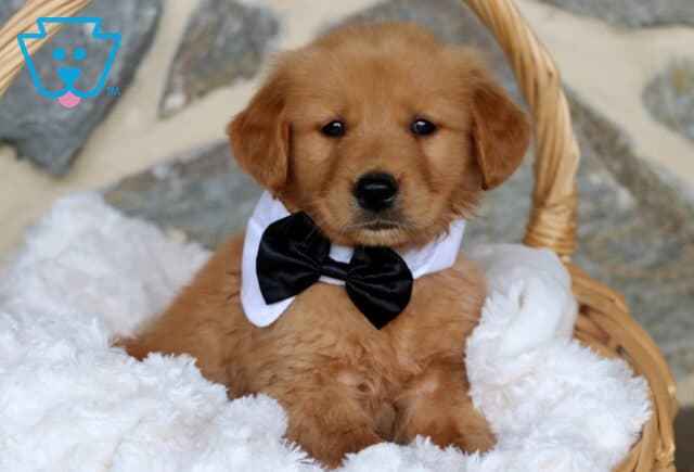 Fluffy Golden Retriever puppy sitting in a cozy wicker basket, wearing a formal black bow tie and white collar, looking calm and camera-ready against a soft white blanket background. image