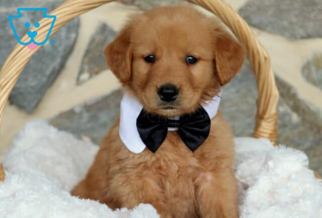 Golden Retriever puppy sitting upright in a wicker basket, wearing a black bow tie and crisp white collar, surrounded by a fluffy white blanket with a rustic stone wall in the background. image