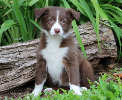 Treasure Border Collie Mix