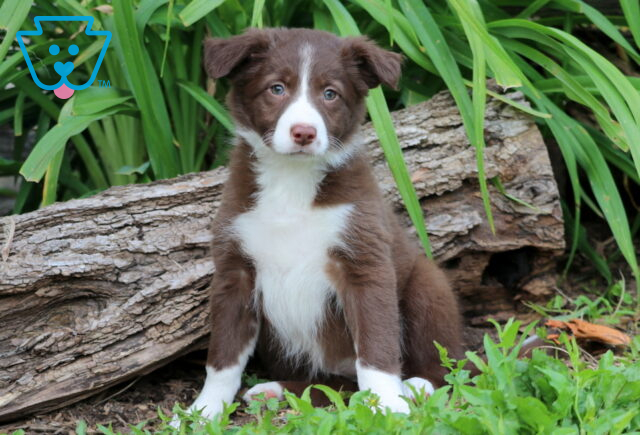 Bright-eyed Border Collie Mix puppy with a chocolate brown coat and white markings on its chest, face, and paws sits in the grass near a fallen log and tall greenery. image