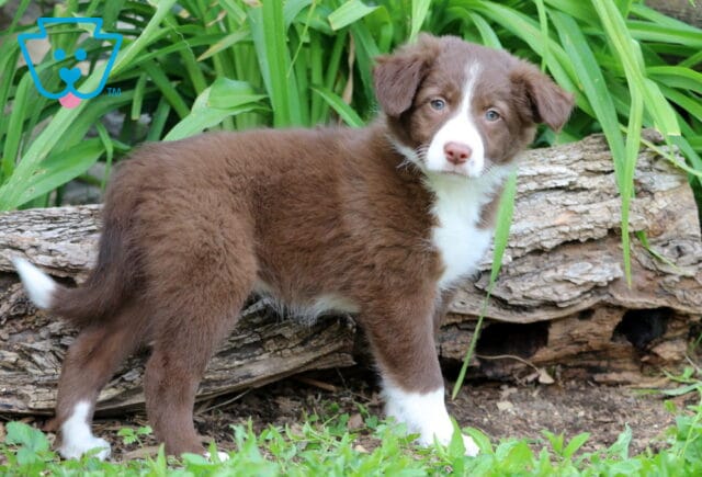 Fluffy Border Collie Mix puppy with a rich chocolate coat and white markings on its face, chest, legs, and tail stands alert in the grass near a log and tall greenery. image