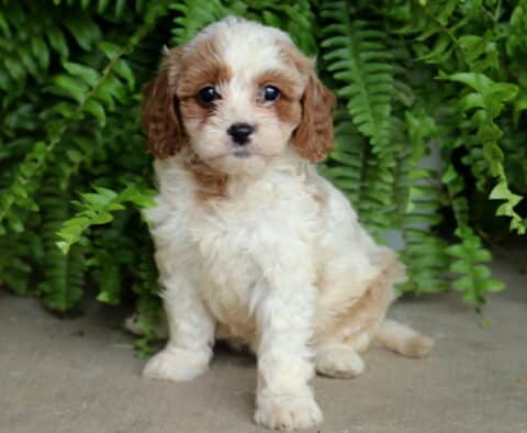 Adorable Cavapoo puppy with fluffy cream and caramel-colored fur sitting on a concrete surface, surrounded by lush green ferns.