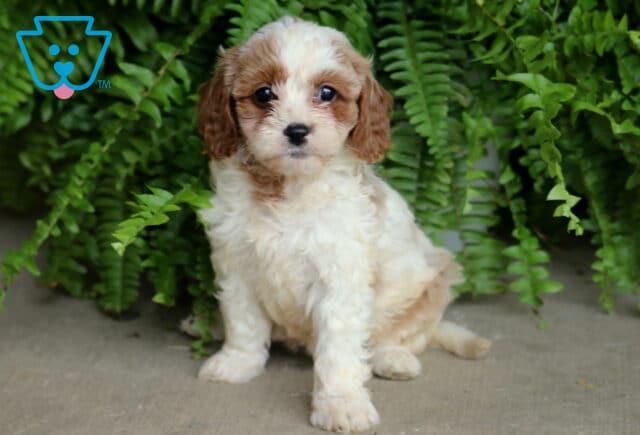 Adorable Cavapoo puppy with fluffy cream and caramel-colored fur sitting on a concrete surface, surrounded by lush green ferns. image