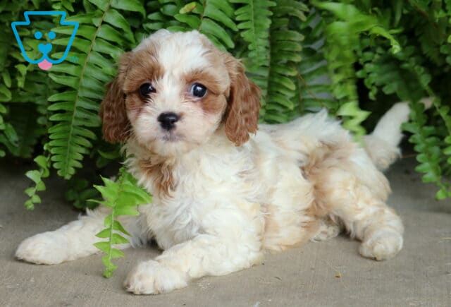 Cream and tan Cavapoo puppy lying on concrete with a curious expression, nestled in front of vibrant green ferns. image
