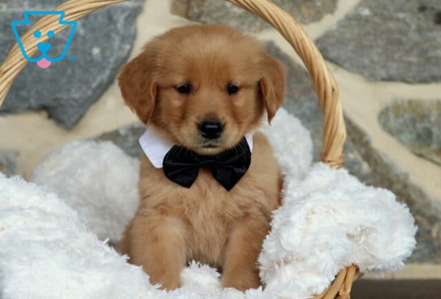 Adorable Golden Retriever puppy sitting upright in a wicker basket, dressed in a black bow tie and white collar, nestled in a fluffy white blanket with a stone wall in the background. image