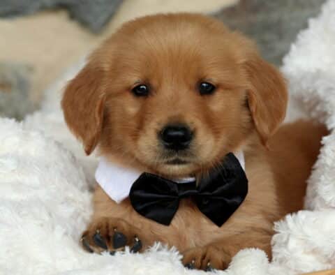 Golden Retriever puppy resting on a plush white blanket, wearing a formal black bow tie and white collar, gazing sweetly at the camera with its front paws peeking out.