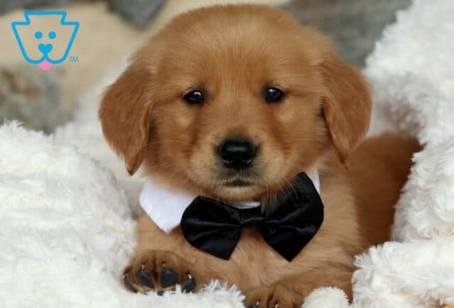 Golden Retriever puppy resting on a plush white blanket, wearing a formal black bow tie and white collar, gazing sweetly at the camera with its front paws peeking out. image