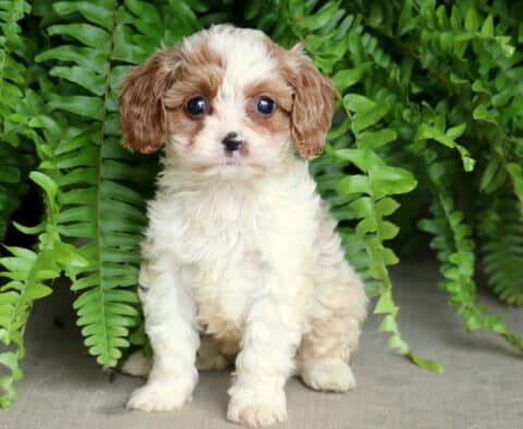 Adorable tri-color Cavapoo puppy with wide, expressive eyes sitting on a concrete surface in front of lush green ferns.
