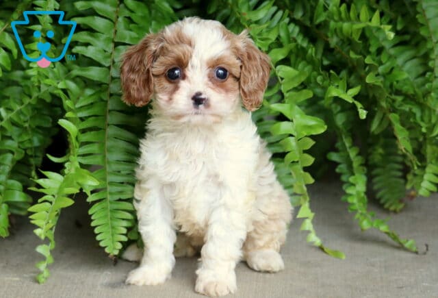 Adorable tri-color Cavapoo puppy with wide, expressive eyes sitting on a concrete surface in front of lush green ferns. image