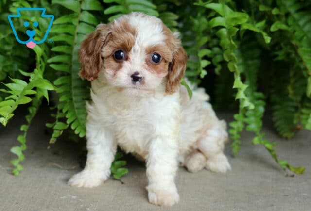 Sweet Cavapoo puppy with curly cream and tan fur sitting on a cement floor, framed by vibrant green fern leaves in the background. image