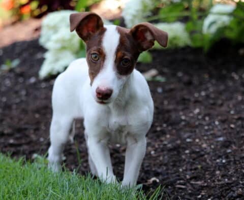 Trinity Jack Russell