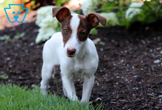 Trinity Jack Russell image