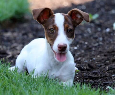 Trinity Jack Russell2