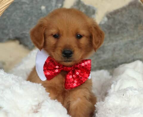 Adorable Golden Retriever puppy sitting in a cozy basket lined with fluffy white blankets, wearing a sparkling red sequin bow tie and white collar, looking sweetly at the camera.