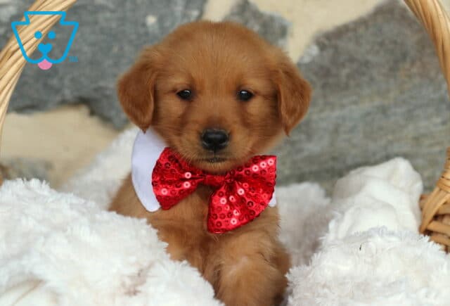 Adorable Golden Retriever puppy sitting in a cozy basket lined with fluffy white blankets, wearing a sparkling red sequin bow tie and white collar, looking sweetly at the camera. image